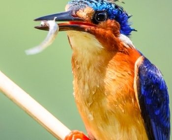 Les merveilles de Madagascar