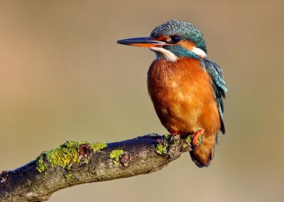 La Croatie : Joyaux de la biodiversité au coeur de L’Europe