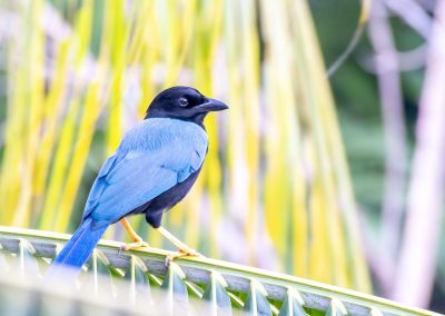 Mexique : La perle de la biodiversité