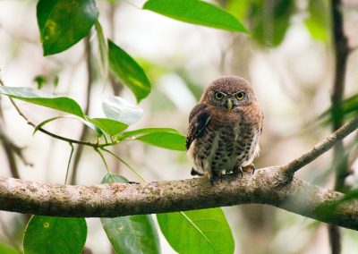 Circuit d’ornithologie à Cayo Coco et Zapata