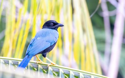 Mexique : La perle de la biodiversité