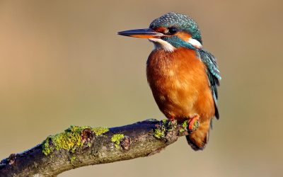 La Croatie : Joyaux de la biodiversité au coeur de L’Europe