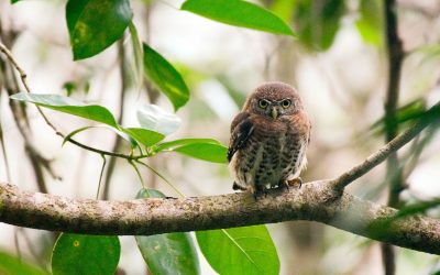 Circuit d’ornithologie à Cayo Coco et Zapata