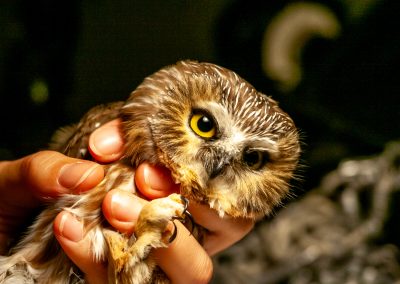Séjour ornithologique à Tadoussac