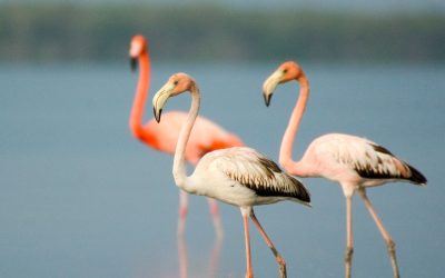 Circuit d’ornithologie à Cayo Coco et Zapata