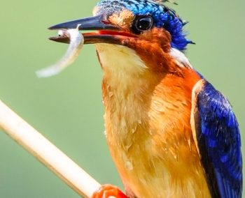 Les merveilles de Madagascar