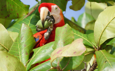 Circuit Ornithologique au Costa Rica
