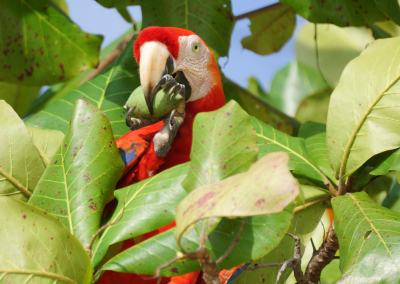 Circuit Ornithologique au Costa Rica