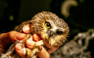 Séjour ornithologique à Tadoussac