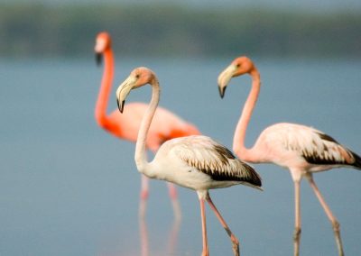 Circuit d’ornithologie à Cayo Coco et Zapata