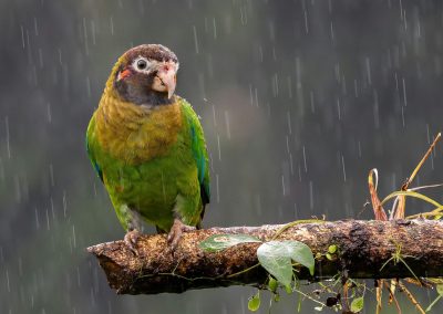 Voyage d’observation de la nature et de la faune au Costa Rica – Tortuguero, Sarapiqui et Monteverde